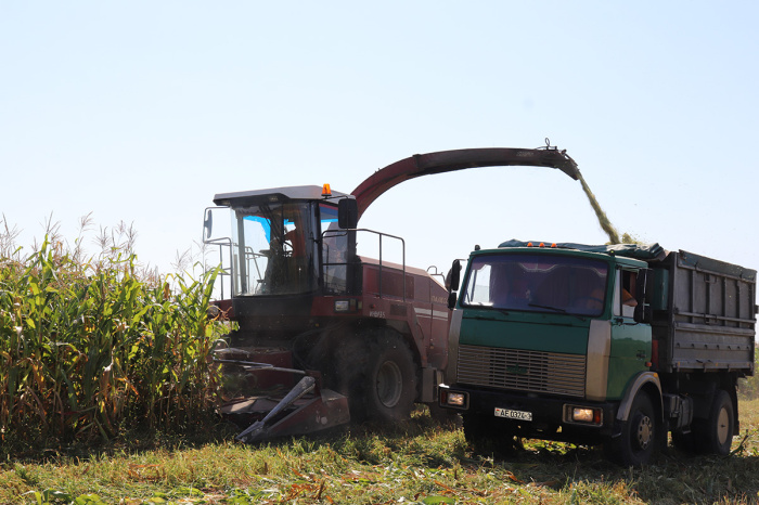 Самый кукурузный регион начал массовую заготовку силоса