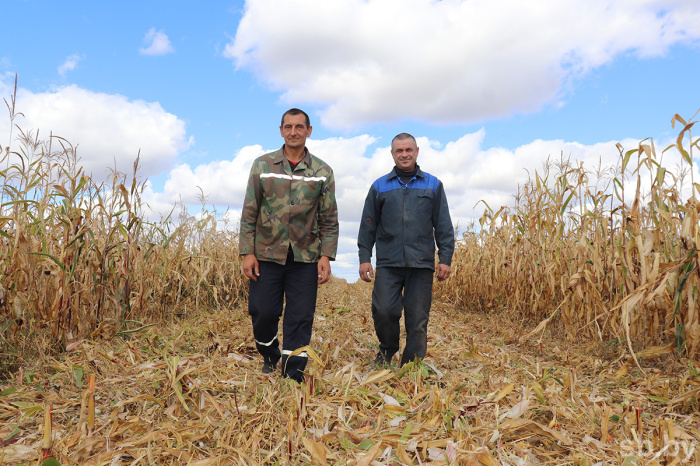 В 12 из 21 района Гомельской области приступили к выборочной уборке кукурузы на зерно